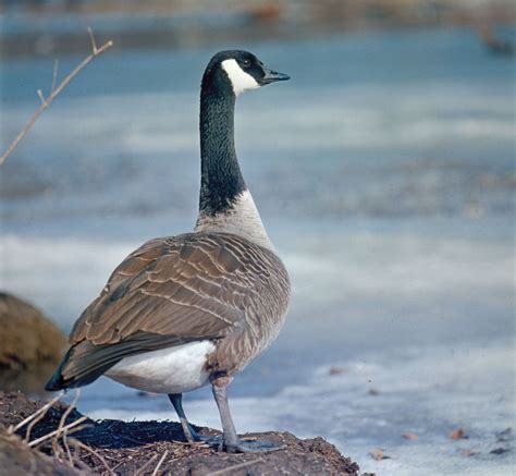 Credo carte vocal about canada goose Une lecture attentive Vilain Gagner