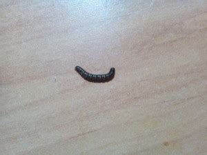 Black Worms are Actually Millipedes - All About Worms