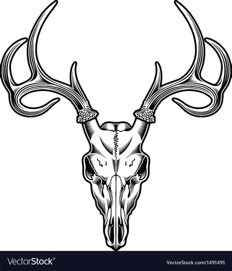 Deer skull Royalty Free Vector Image - VectorStock