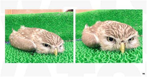 Baby Owls Sleep on Their Tummies, RIP Me - Nerdist