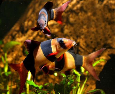 Clown Loach – Aquarium Fish Paradise – Adelaide SA