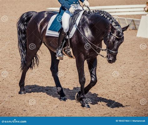 Dressage Horse And Rider. Black Horse Portrait During Dressage ...