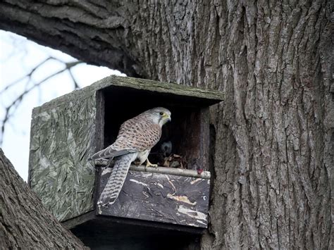 Kestrel Nesting in the UK | Birdfact