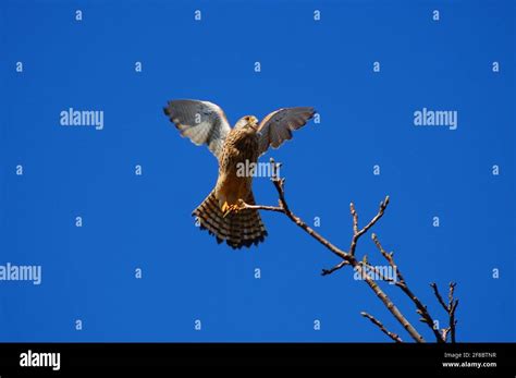 Kestrel flying with a mouse hi-res stock photography and images - Alamy