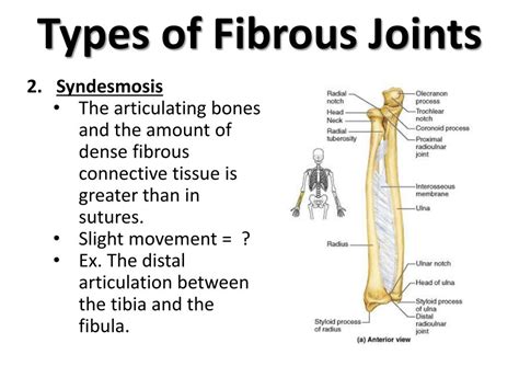 Types Of Fibrous Joints