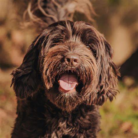 Labradoodle Colours and Patterns Explained