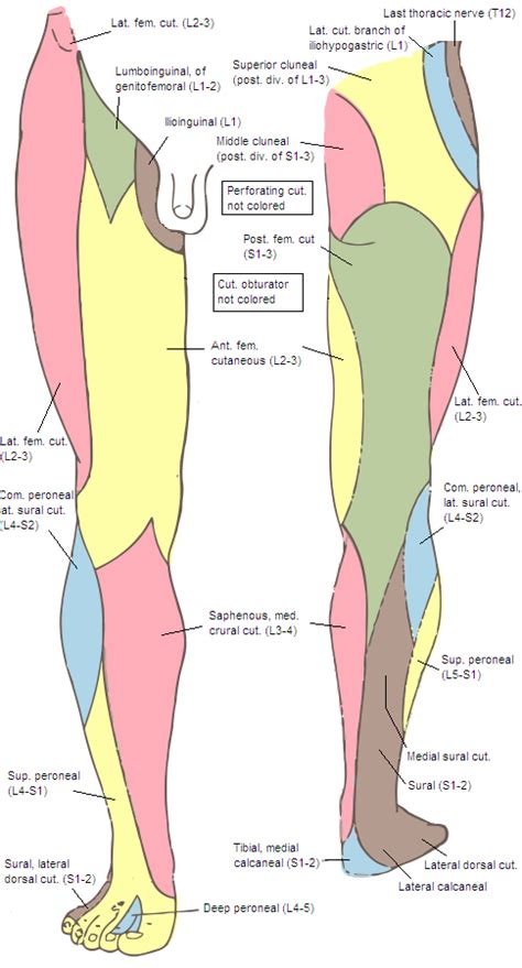 Anterior cutaneous branches of the femoral nerve - Wikipedia