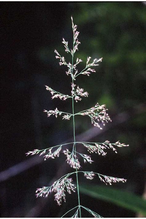 Calamagrostis canadensis - Morning Sky Greenery