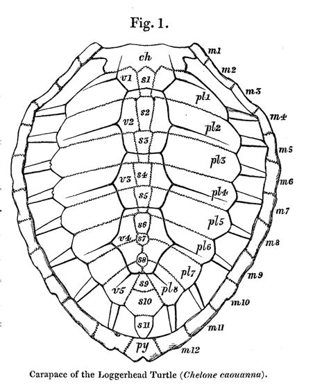 Turtle Shell Anatomy