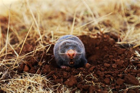 Mole Animal Wallpapers FREE Pictures on GreePX