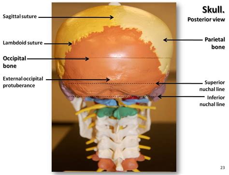 Back Of Skull Anatomy / Profile view skull http://www.creativeboysclub ...