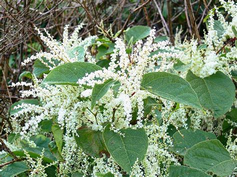 Interestingly, knotweed is not a problem in Japan where it has natural ...