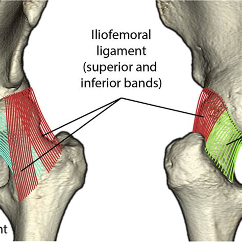 Anatomy of the hip joint capsule. The ligaments of the (left) hip joint ...