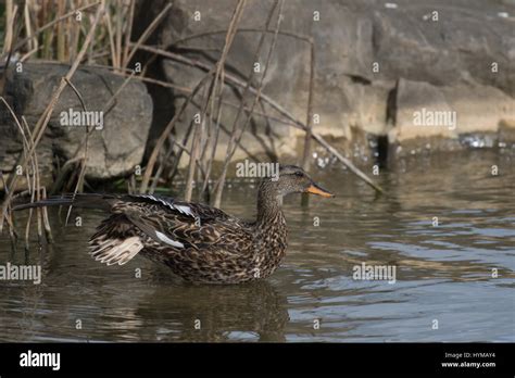 Gadwall feeding (male and female Stock Photo - Alamy