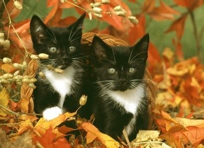 Autumn Cattitude - Cats Love Fall - Two Crazy Cat Ladies