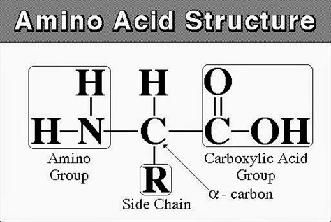 World of Biochemistry (blog about biochemistry): Amino acids (general ...