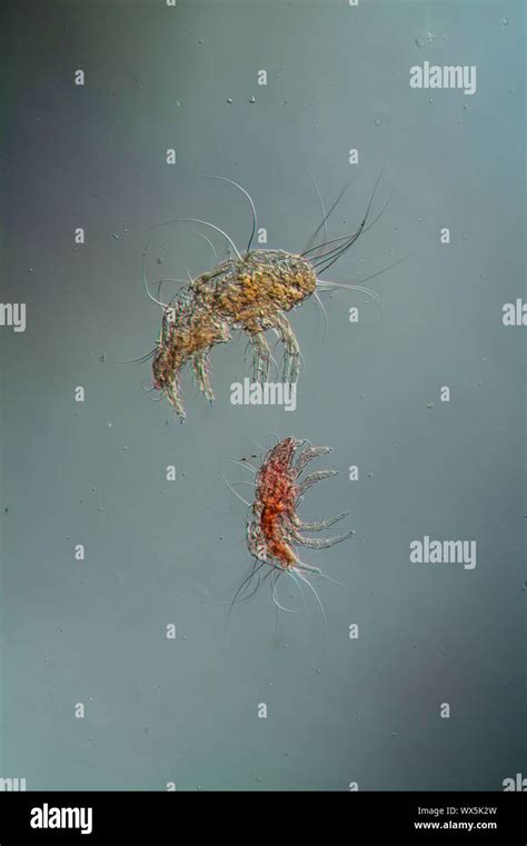 House dust mites under the microscope 100x Stock Photo - Alamy