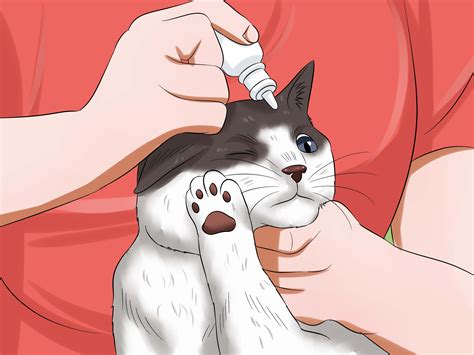 How to Give Your Cat Eye Drops: 11 Steps (with Pictures) - wikiHow