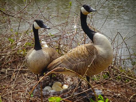 Canada Goose Bird Facts (Branta canadensis) | Bird Fact