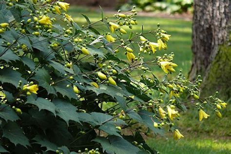 Kirengeshoma palmata – Ballyrobert Gardens