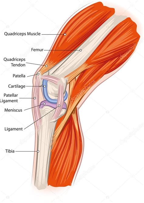 Knee anatomy Stock Vector Image by ©Lukaves #18341225