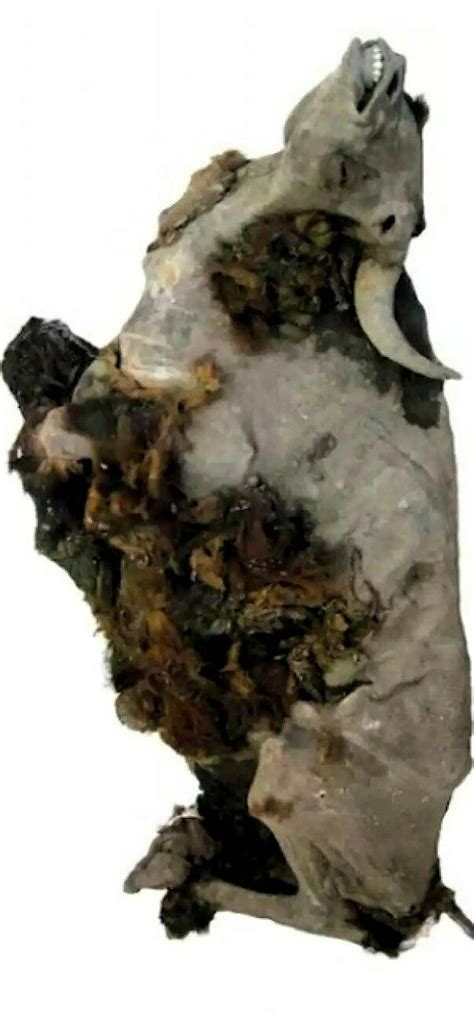 Complete 9,000-year-old frozen bison mummy found in Siberia Many large ...