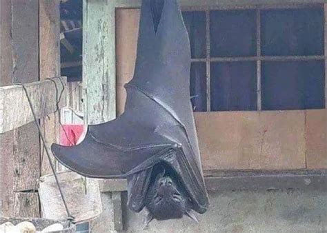 Does a Photograph Show a Species of Megabat? | Snopes.com