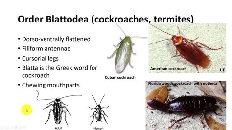 Insect Classification Part 2 - YouTube