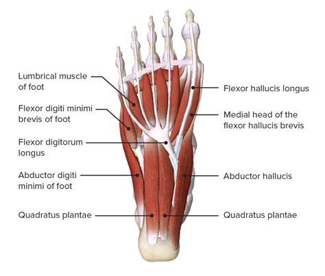 Muscles Of The Foot Laminated Anatomy Chart | stickhealthcare.co.uk