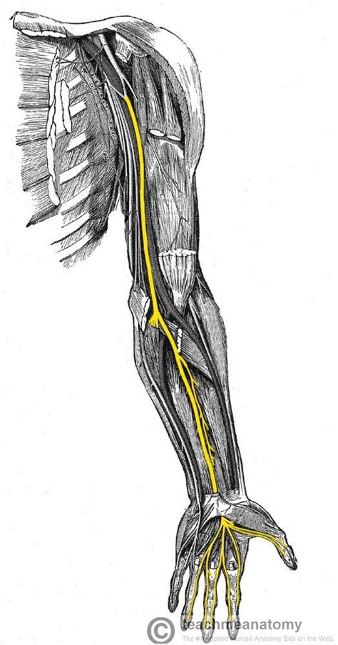 Median Nerve Distribution Median Nerve Nerve Upper Limb Anatomy | Porn ...