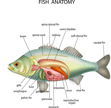 Internal Fish Anatomy – NBKomputer