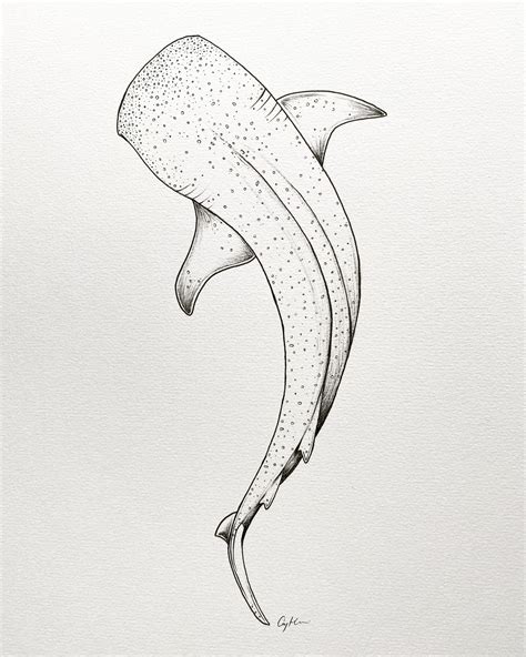 Whale Shark Drawing Pencil