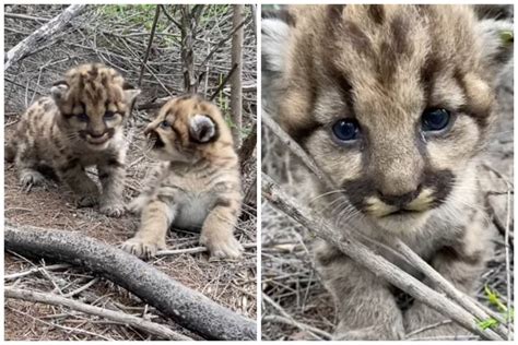 Adorable Video Shows Mountain Lion Kittens Attempting To Scare ...