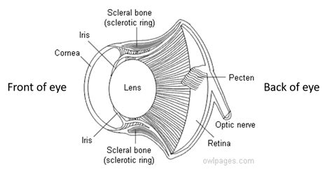 Anatomy Of An Owl Eye