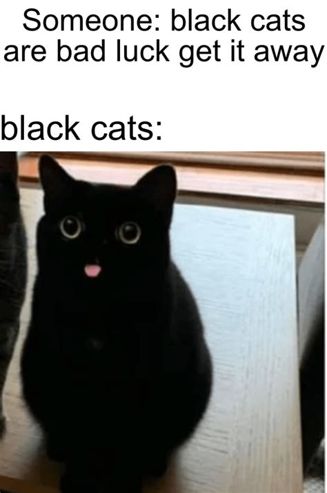 Cute Black Cat Memes