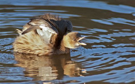 Little Grebe - The Sound Approach