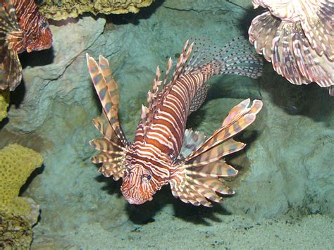 The Online Zoo - Red Lionfish