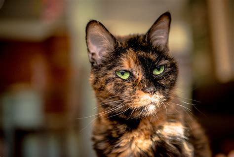 6 Senior Cat Adoption Stories That Tug At the Heartstrings | PawTracks