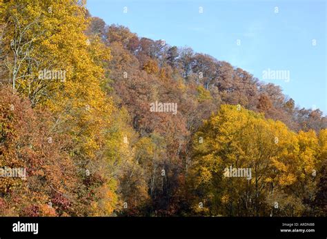 Fall foliage, Autumn, leaf, leaf color, leaves, yellow, North Carolina ...