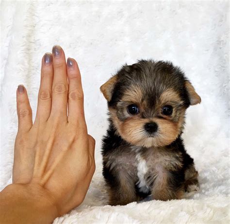 Teacup Yorkie Puppy For sale Lilly! - iHeartTeacups