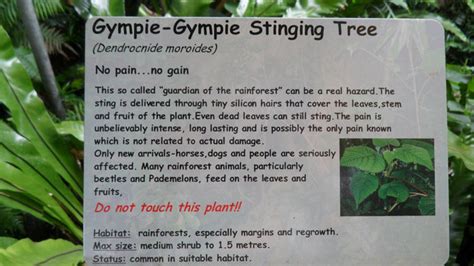 Gympie Gympie - Most Venomous Tree In The World - XciteFun.net