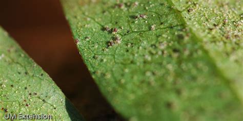 Spider Mites // Missouri Environment and Garden News Article ...