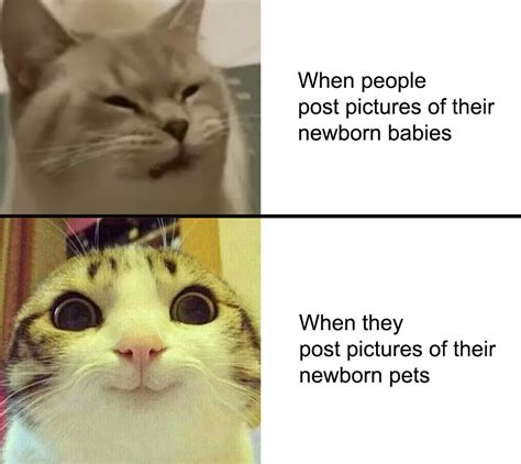 I've been looking at this kitten for 5 hours : r/memes