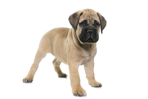 Bullmastiff Growth Chart (Weight Chart & Size Chart)