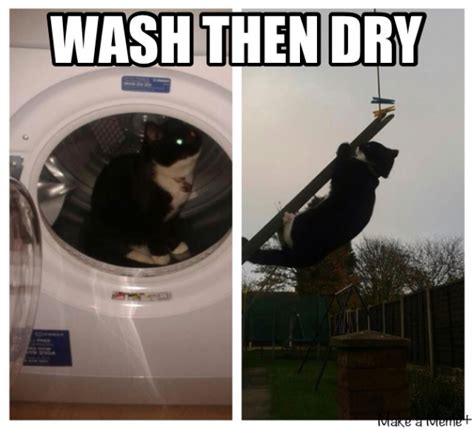 Clean cat - Meme Guy