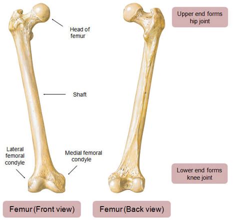 Anatomy – The Knee World