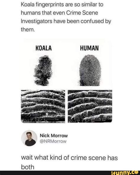 Koala fingerprints are so similar to humans that even Crime Scene ...