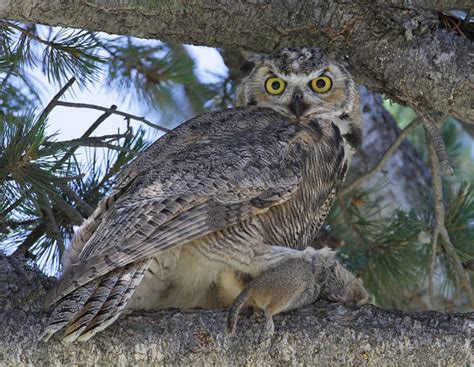 baby great horned owl sounds - Mastermind Blook Pictures Gallery