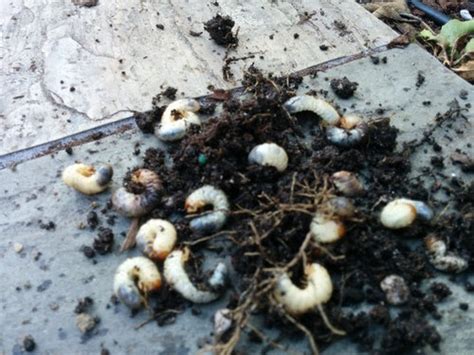 Short white worms in container soil