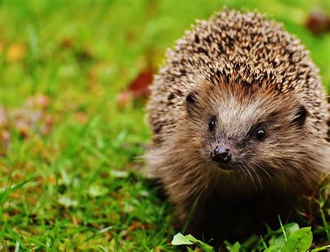 Read This Before You Go Looking for a Hedgehog 'Pet' | PETA